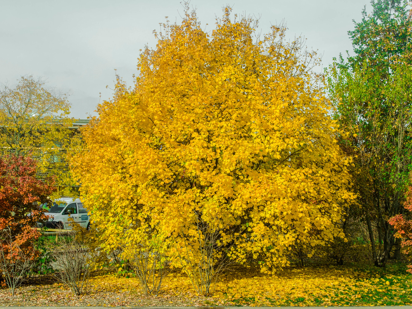 Der Herbst ist voll da