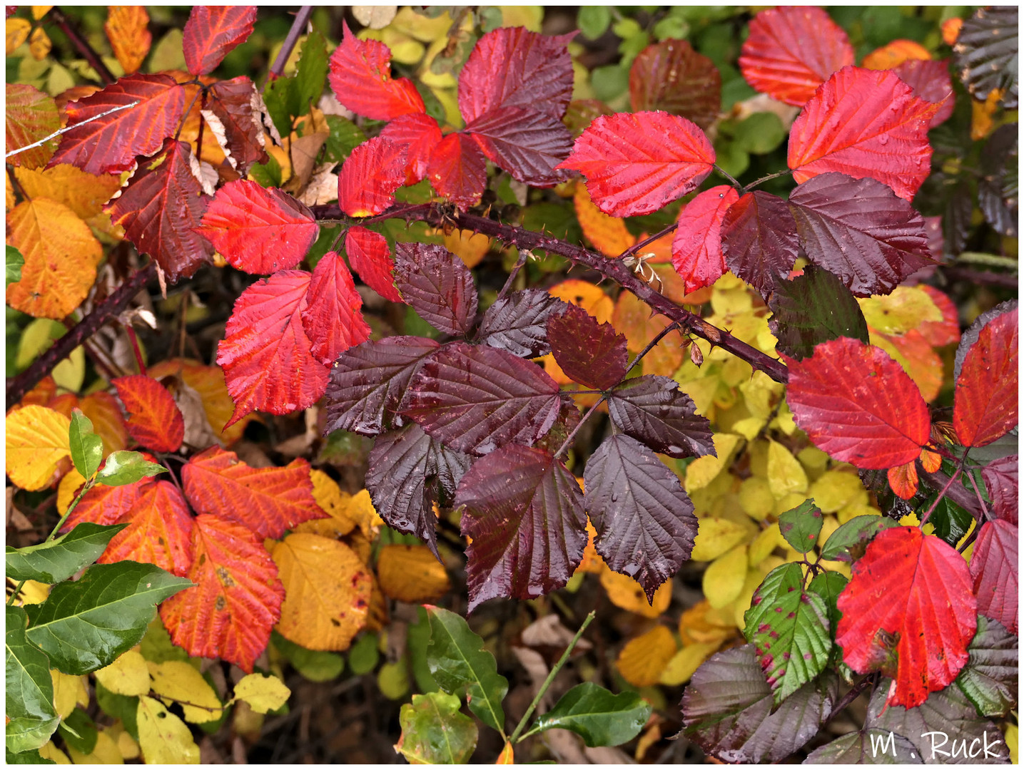 Der Herbst ist wahrhaftig bunt ,