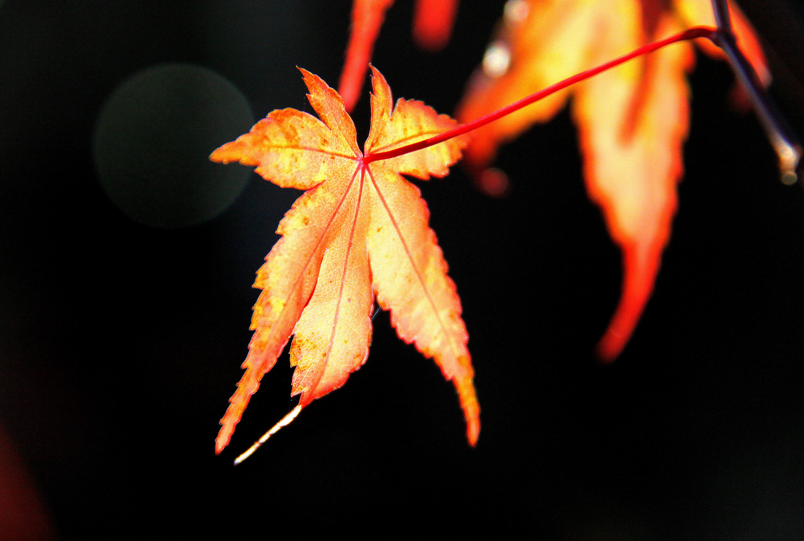 ...der Herbst kann auch ganz zart!