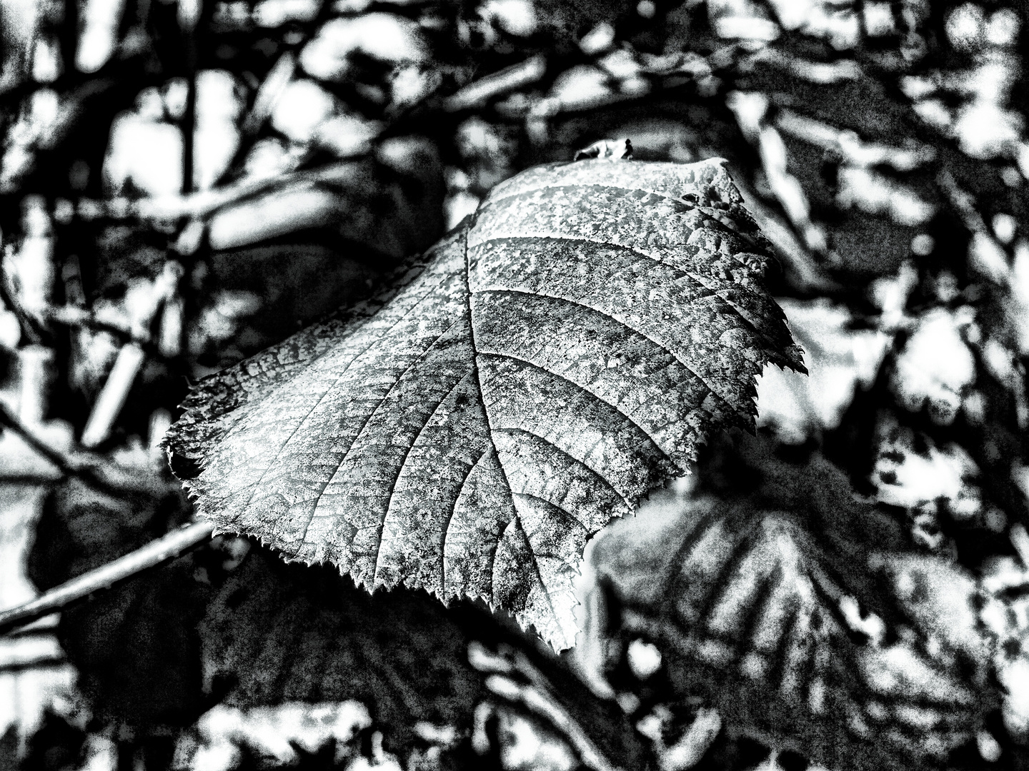 der herbst kann auch grau sein