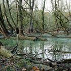 Der Herbst kann auch grün sein