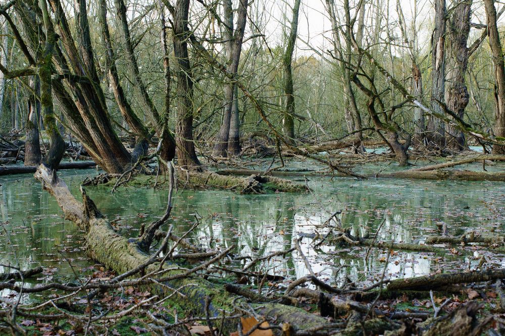 Der Herbst kann auch grün sein