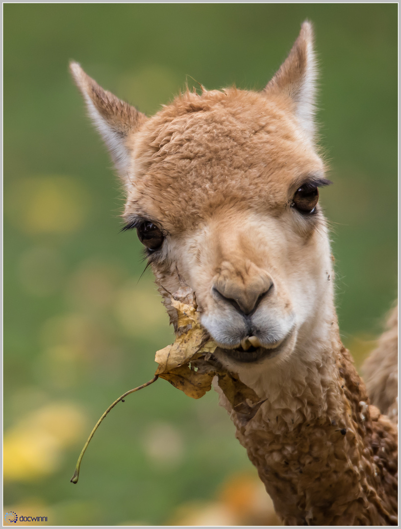 Der Herbst kann auch schmecken