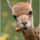 Der Herbst kann auch schmecken