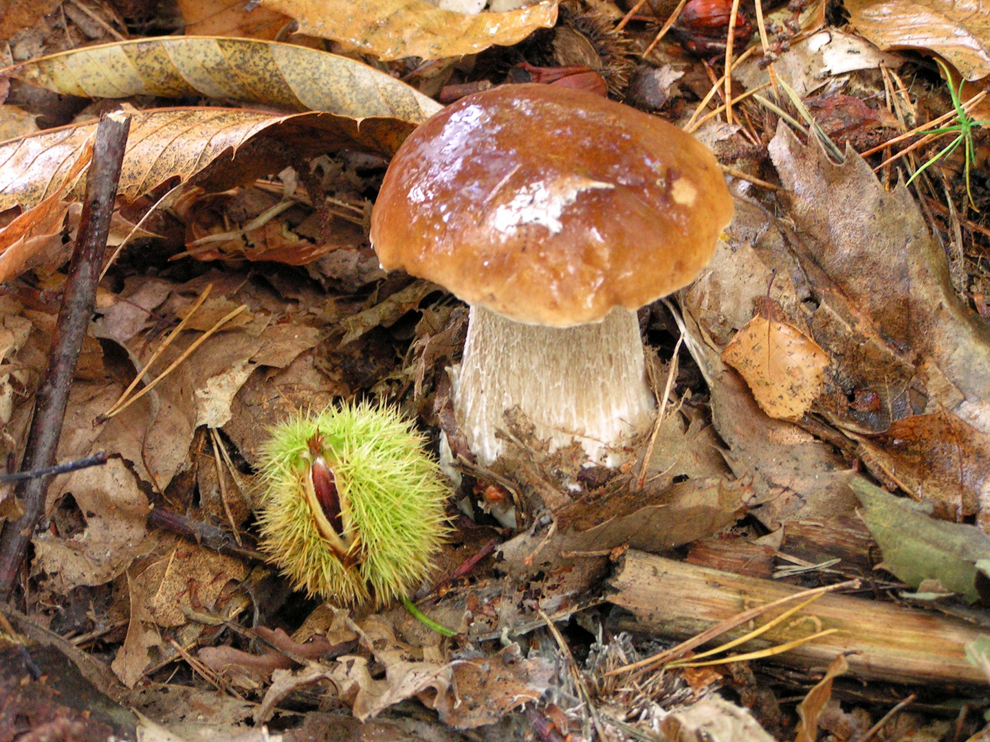 Der Herbst kann auch schön sein.