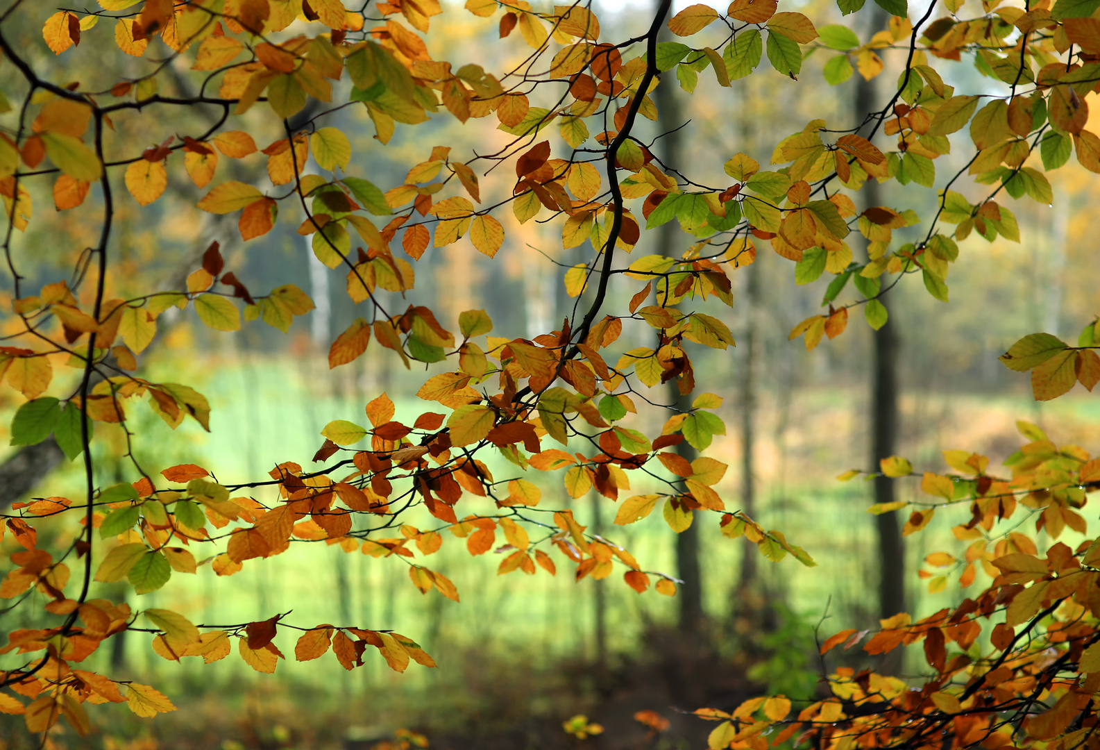 Der Herbst kann Farben