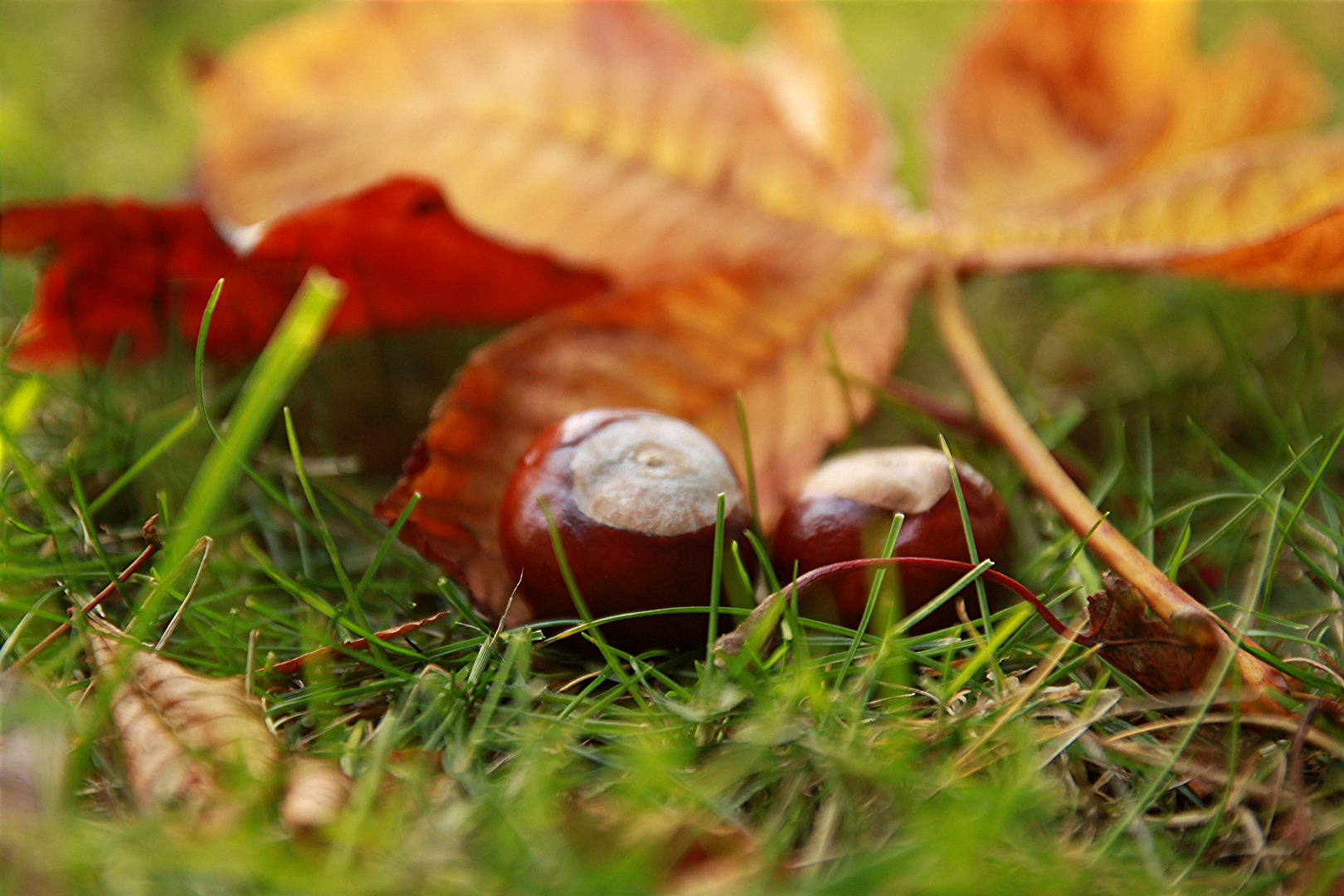 Der Herbst kann schön sein