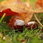 Der Herbst kann schön sein