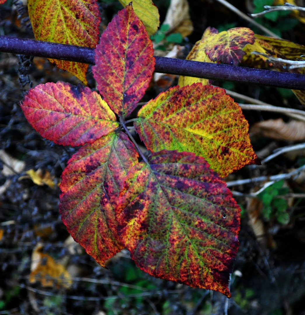 Der Herbst kann sehr schön sein ...