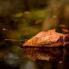 der Herbst kann so schön sein