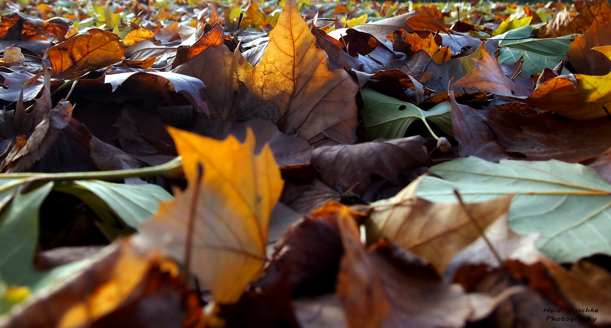 Der Herbst kann so schön sein :-)