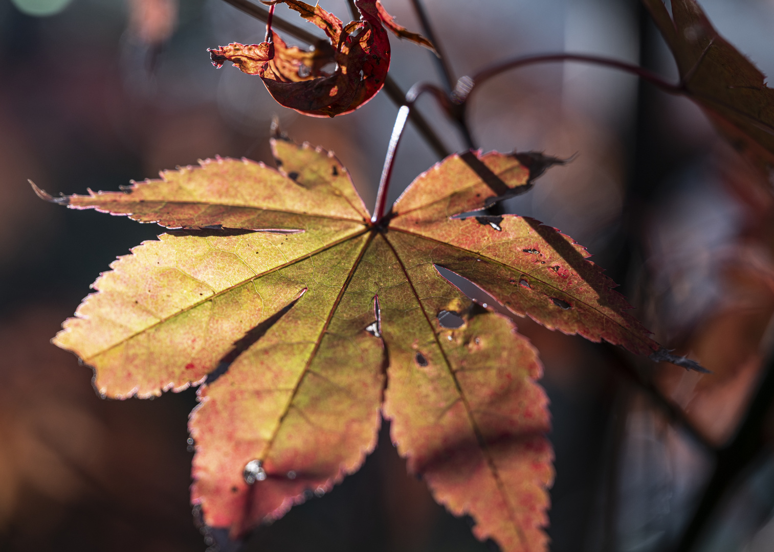 Der Herbst kann so schön sein / Fall can be lovely