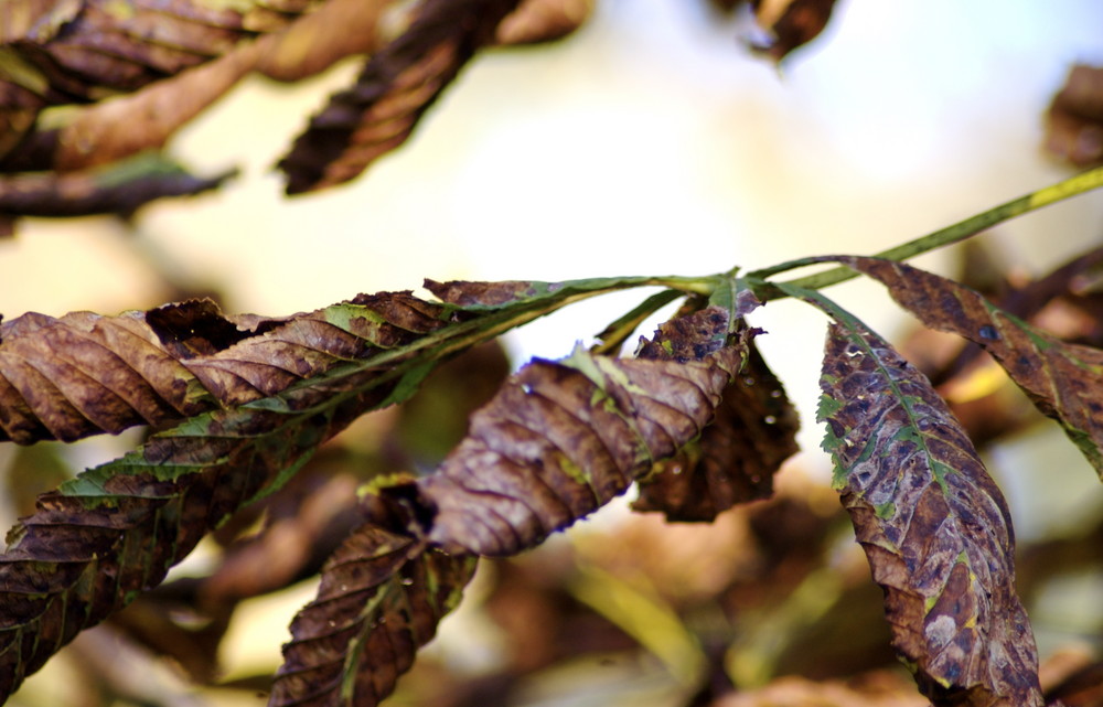 Der Herbst kehrt ein