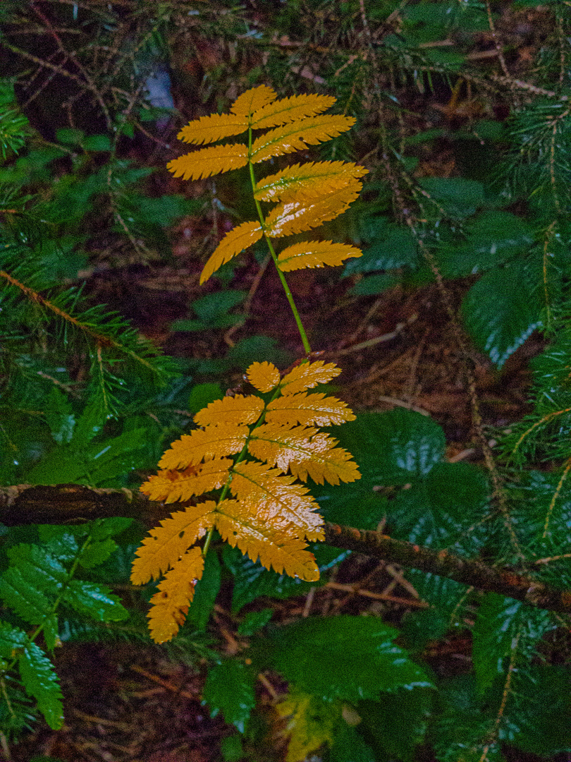 Der Herbst kehrt mit seinen Stürmen ein (DSCN1233)