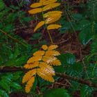 Der Herbst kehrt mit seinen Stürmen ein (DSCN1233)