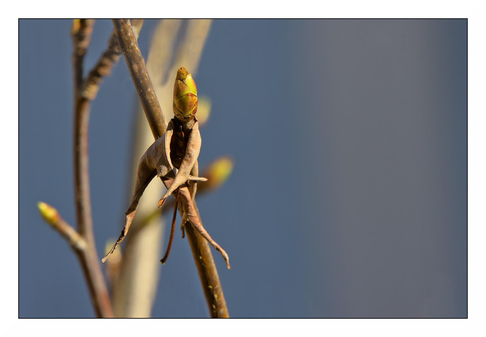 der Herbst klammert sich an den Frühling