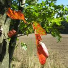 Der Herbst klopft an die Tür! einen Spalt ist die Tür schon offen!...