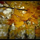 der Herbst knipst eine Lampe an ... beleuchtet all die Blätter ...