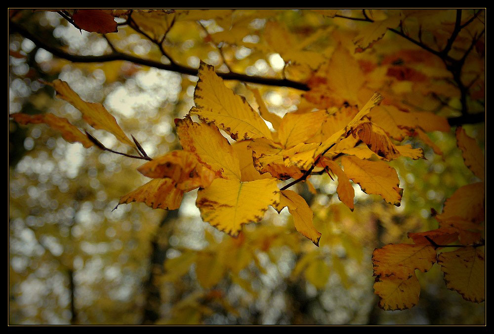 der Herbst knipst eine Lampe an ... beleuchtet all die Blätter ...