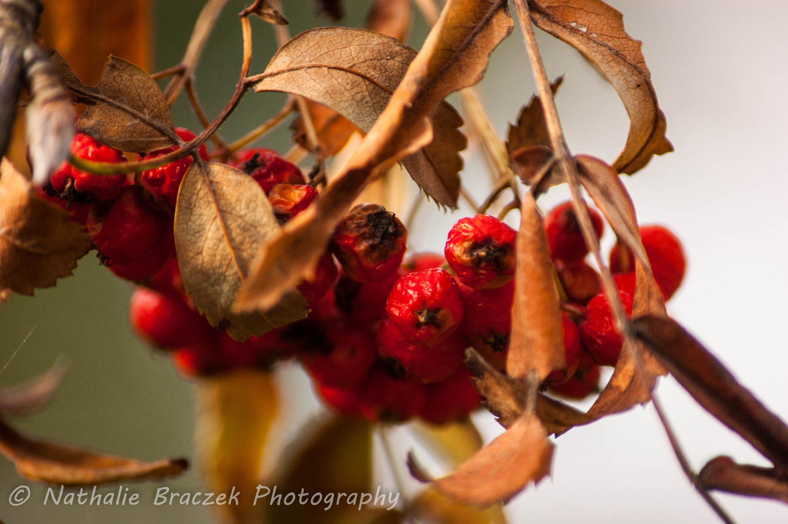 Der Herbst kommt