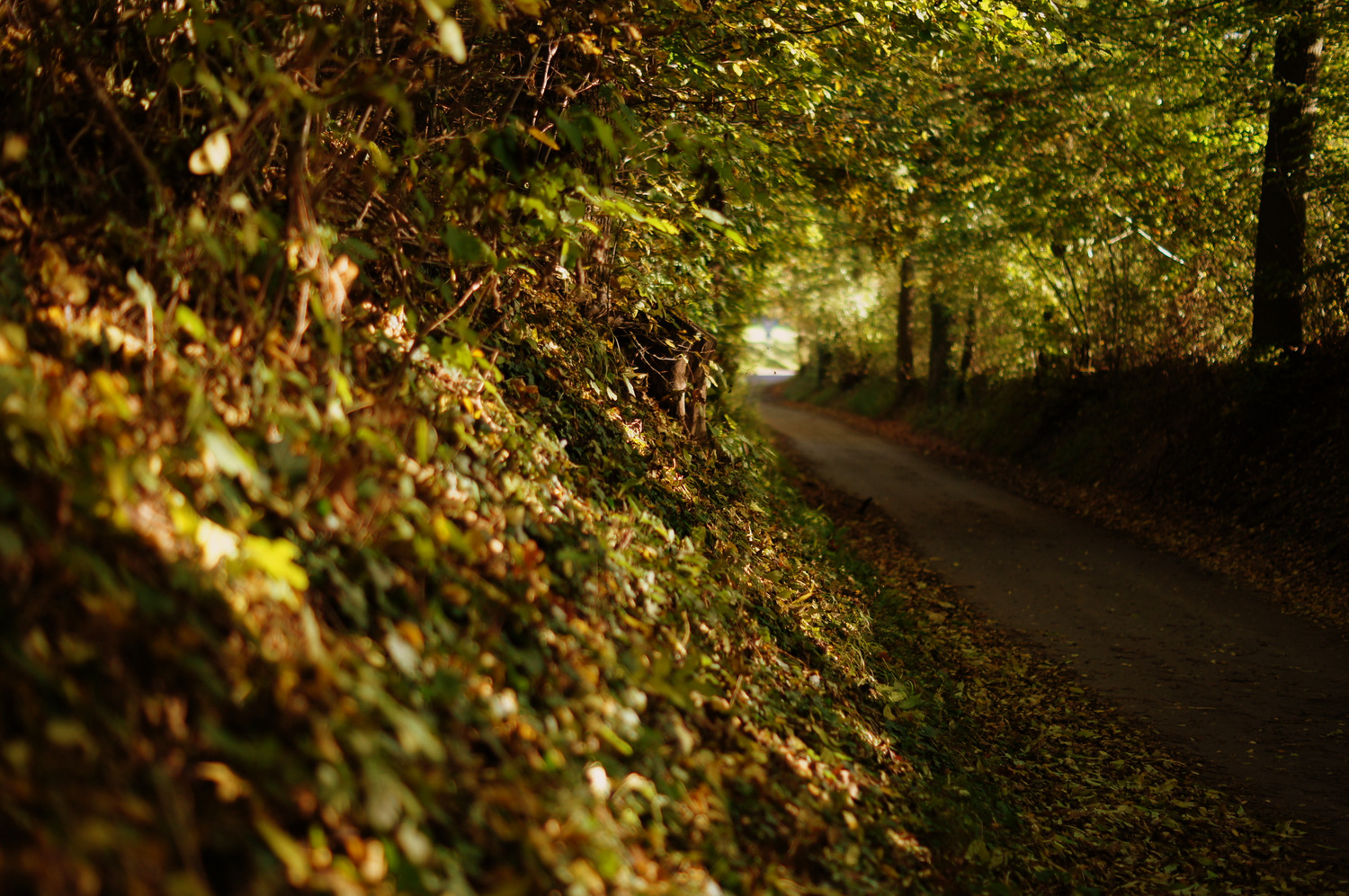 der Herbst kommt