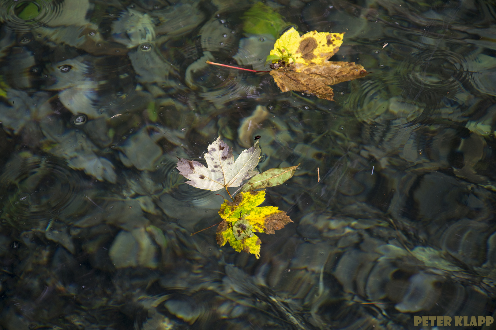 der Herbst kommt