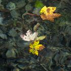 der Herbst kommt