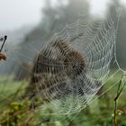 der Herbst kommt 2