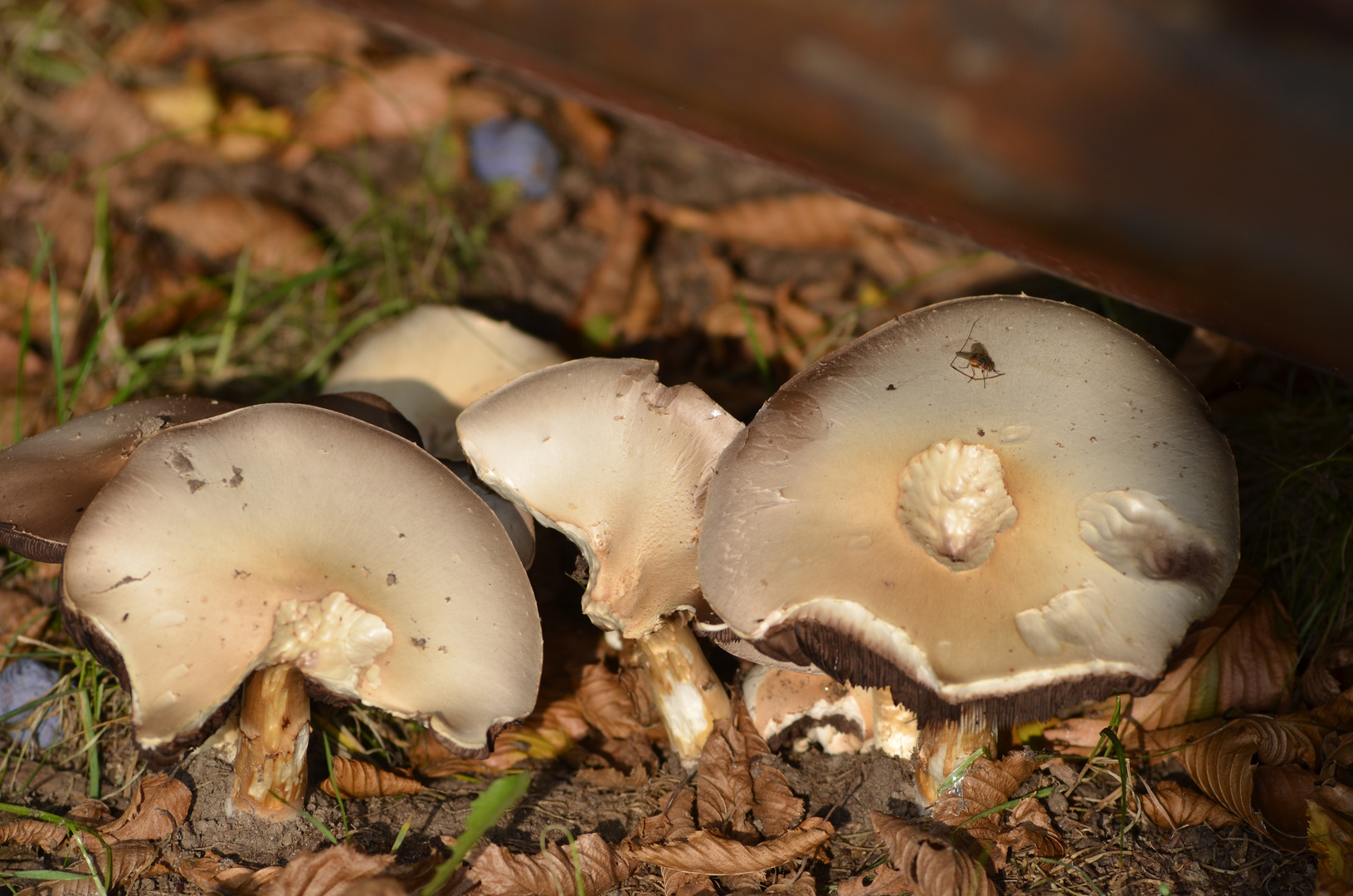 Der Herbst kommt