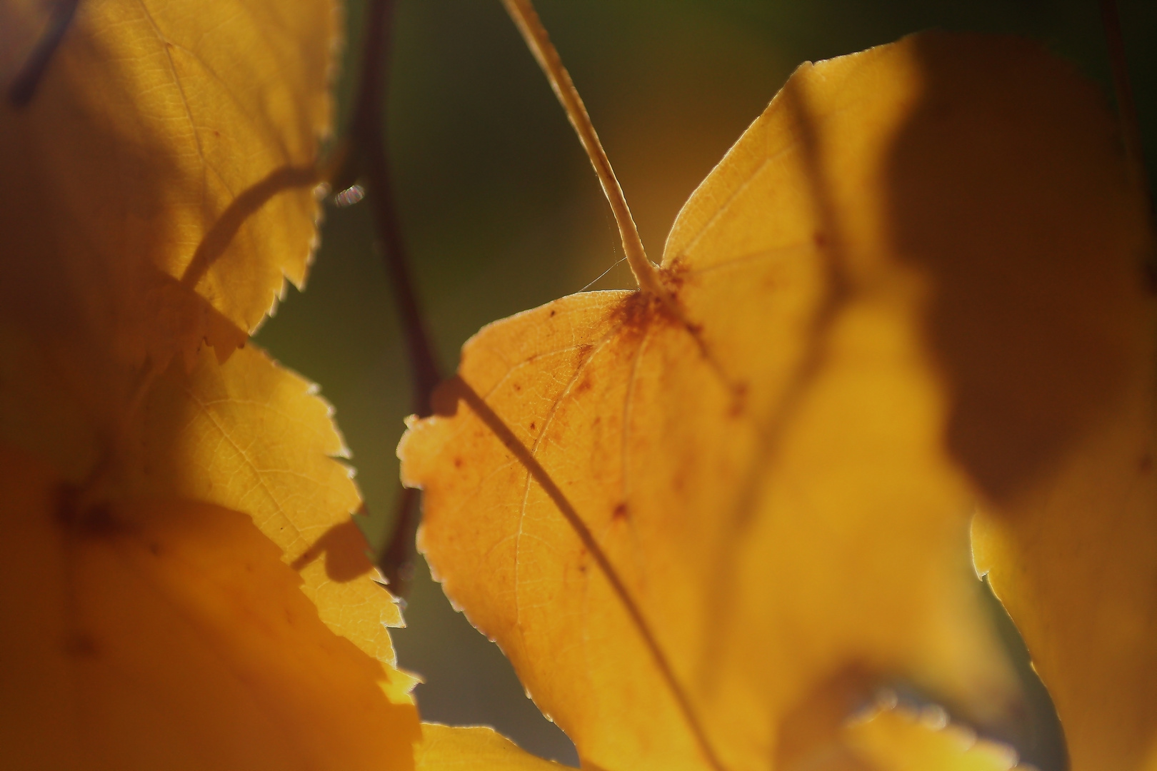 Der Herbst kommt