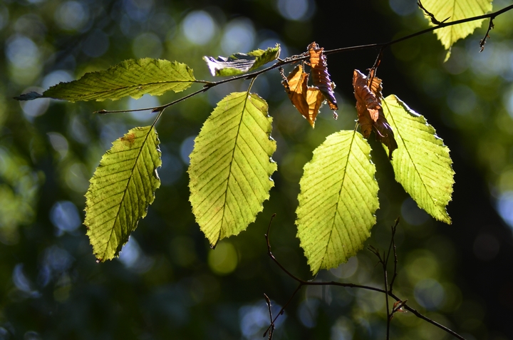 der herbst kommt..