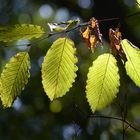 der herbst kommt..