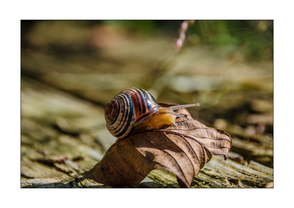 Der Herbst kommt