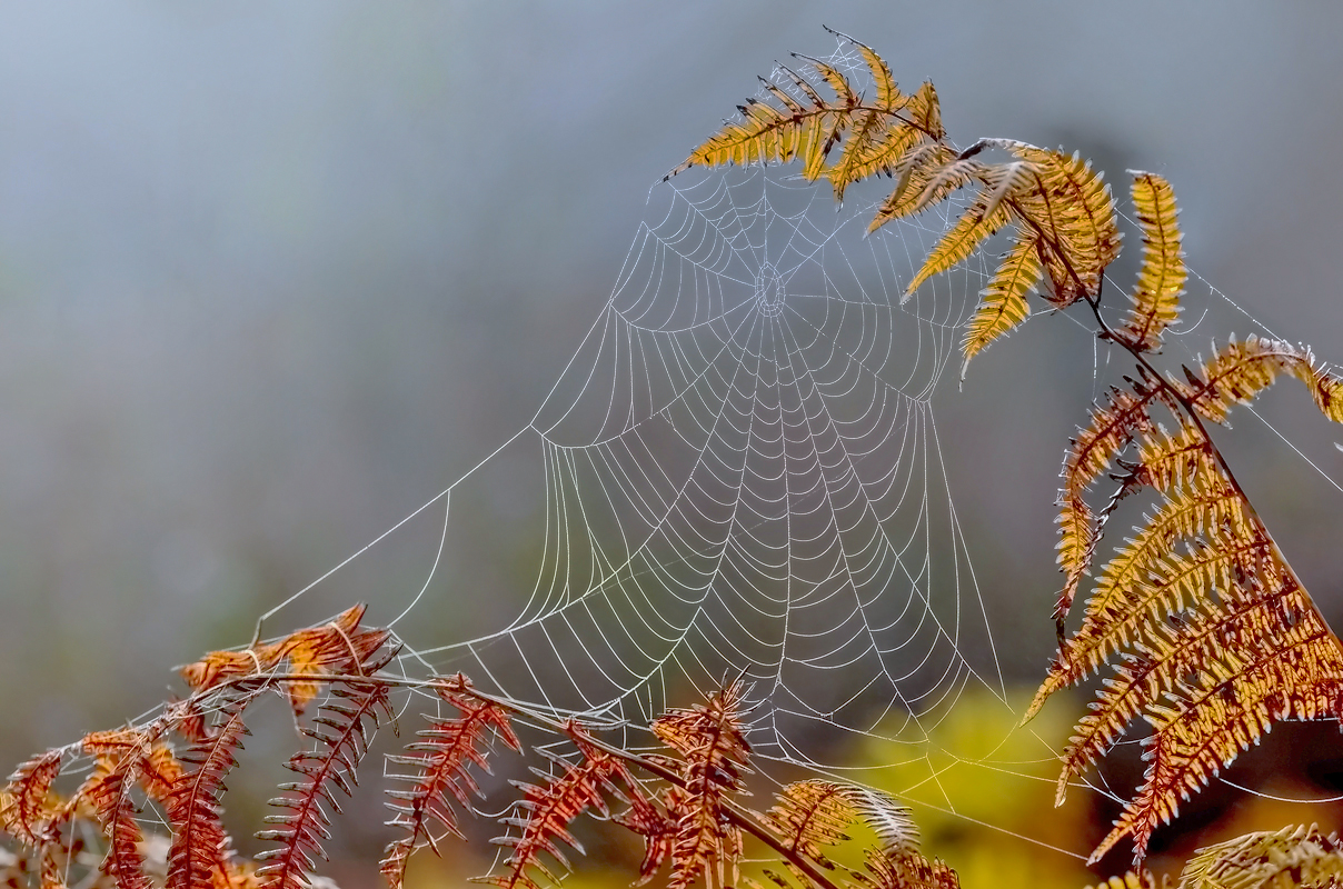 Der Herbst kommt...