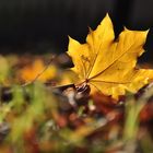 Der Herbst kommt