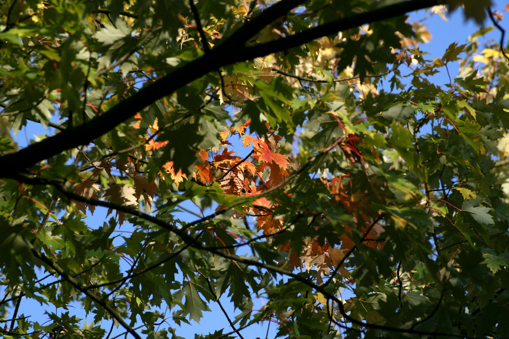 Der Herbst kommt...