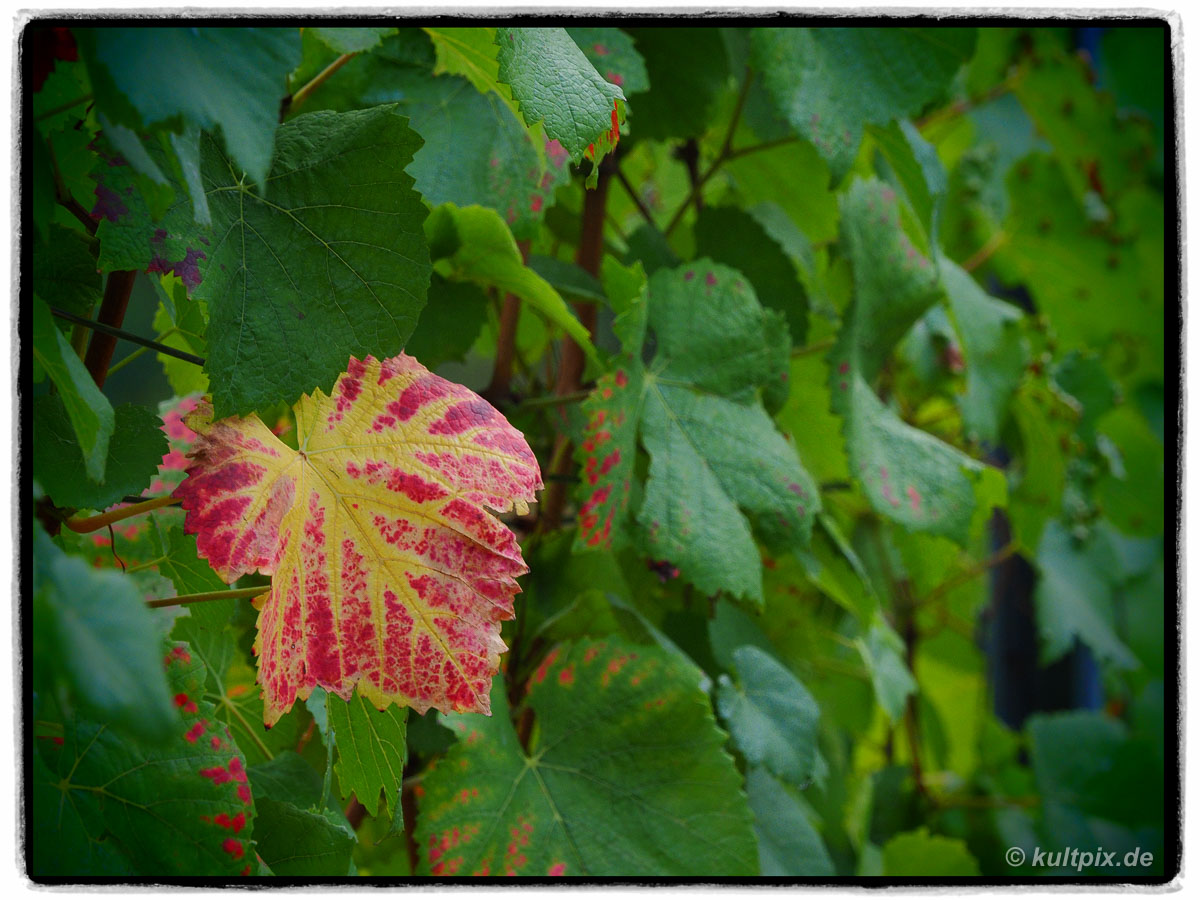 Der Herbst kommt ...