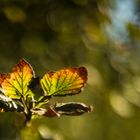 der Herbst kommt