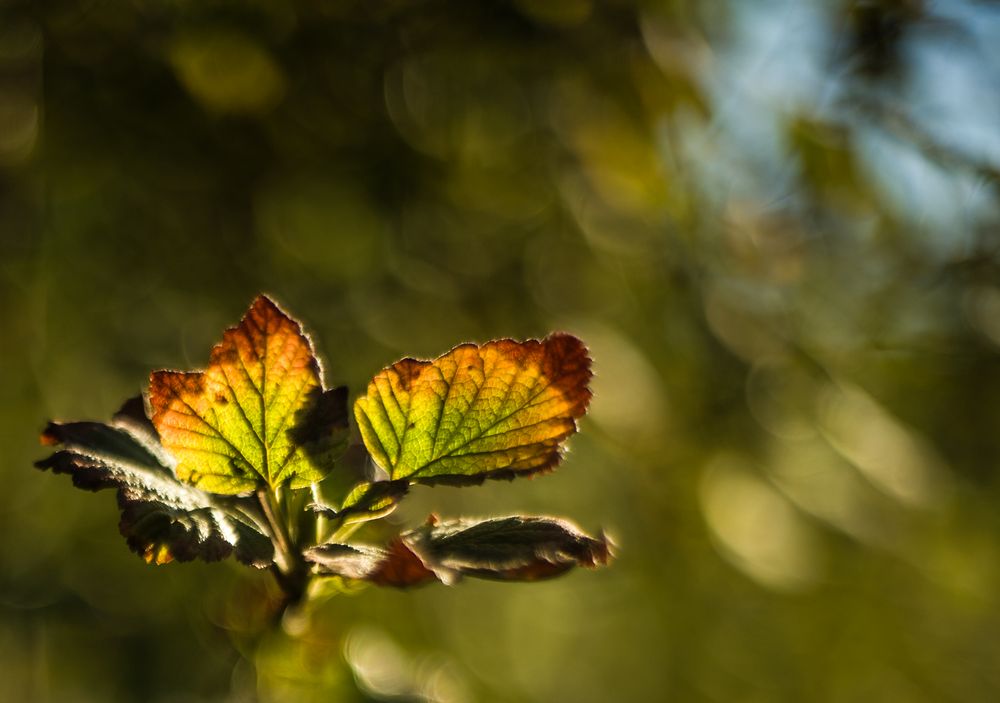 der Herbst kommt