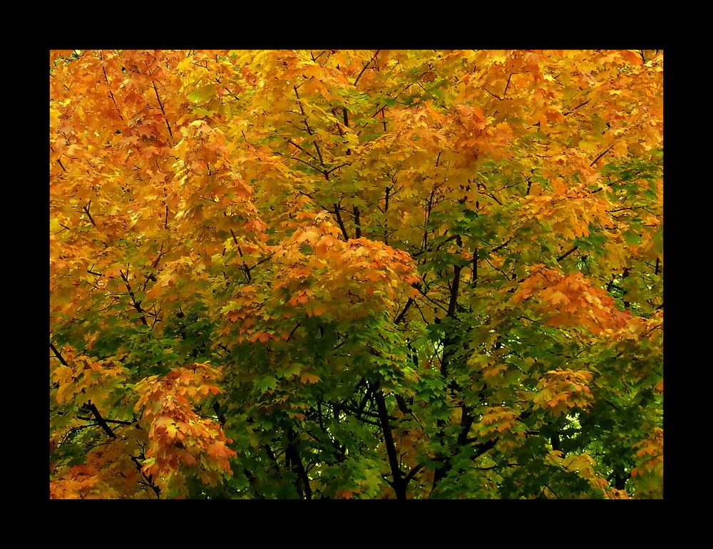 der Herbst kommt....