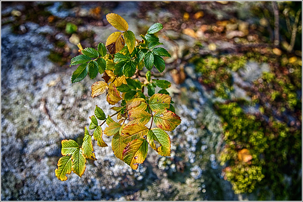 Der Herbst kommt..