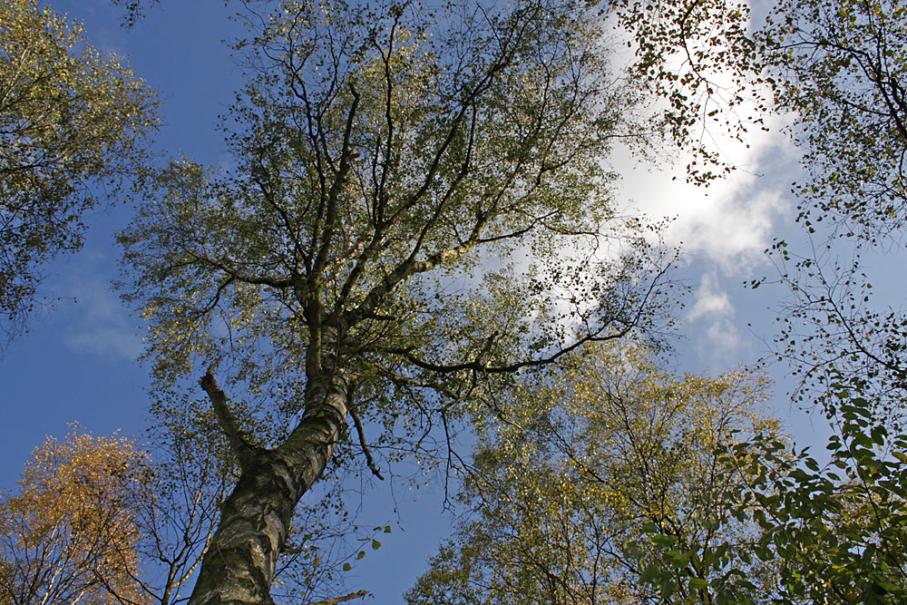 Der Herbst kommt......