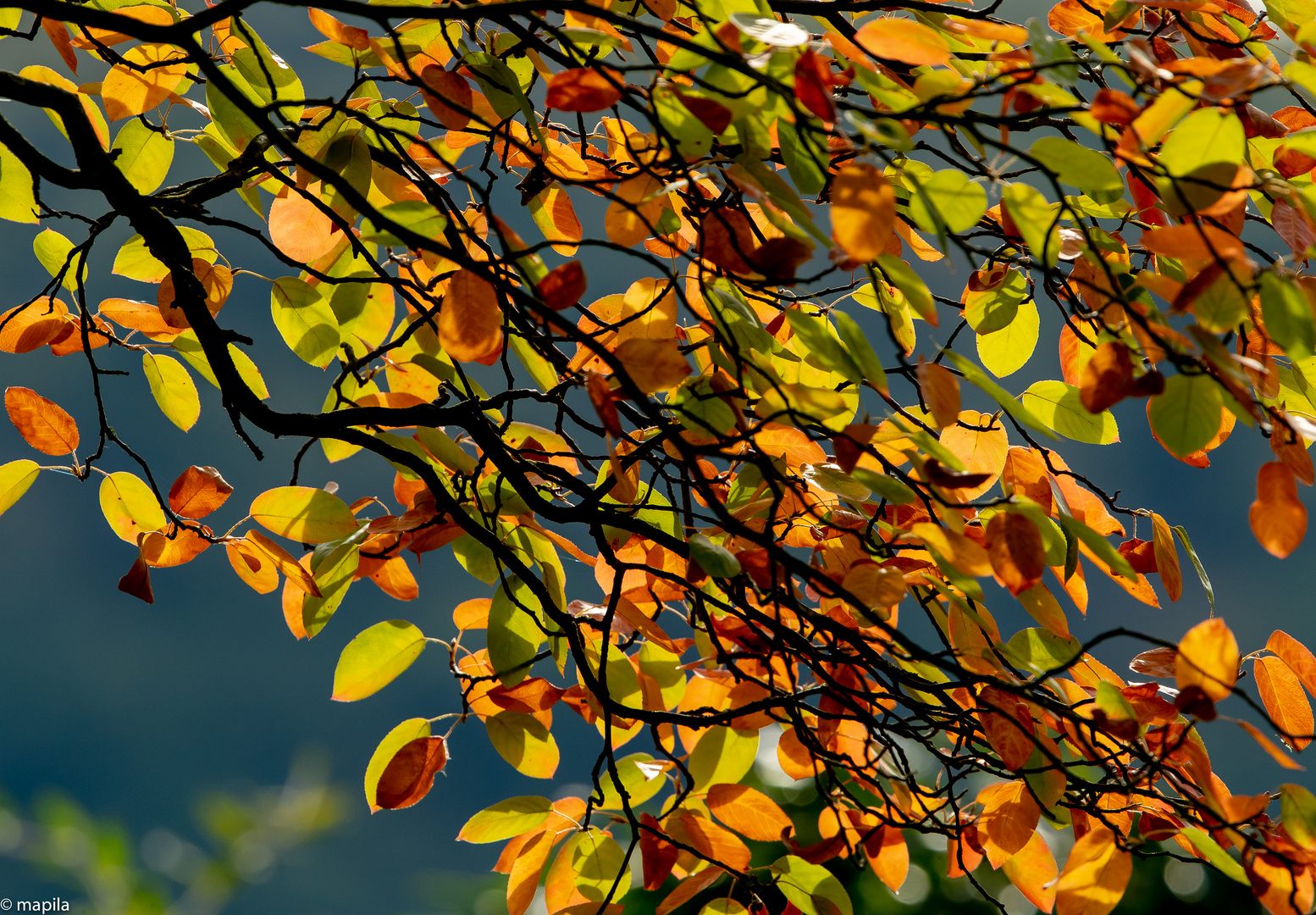 --- der Herbst kommt ---