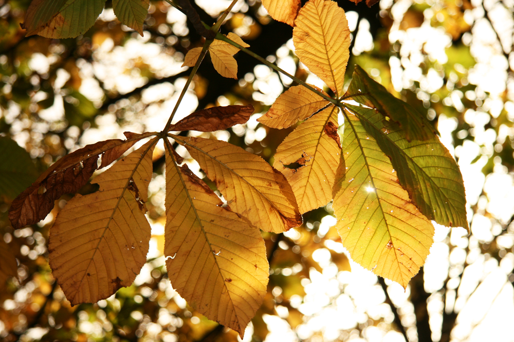 der Herbst kommt