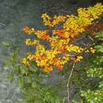 Der Herbst kommt