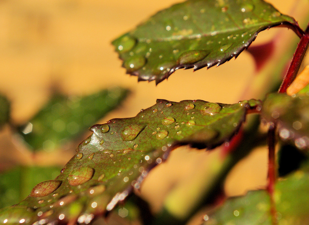 Der Herbst kommt!