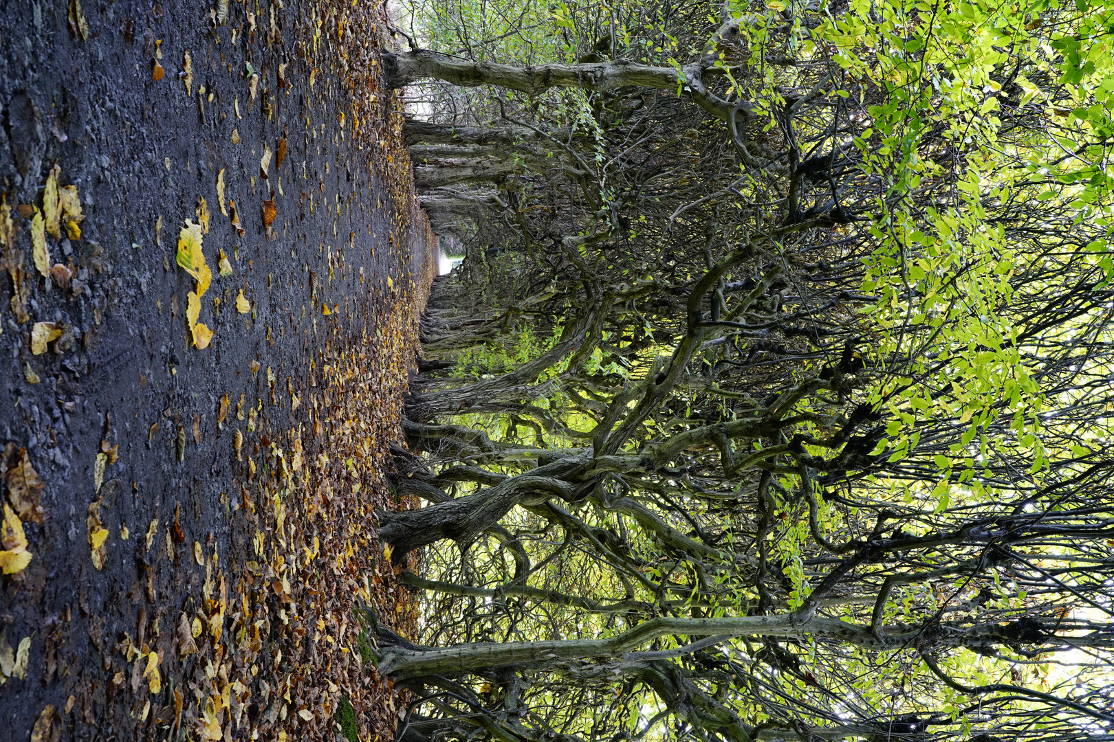 Der Herbst kommt