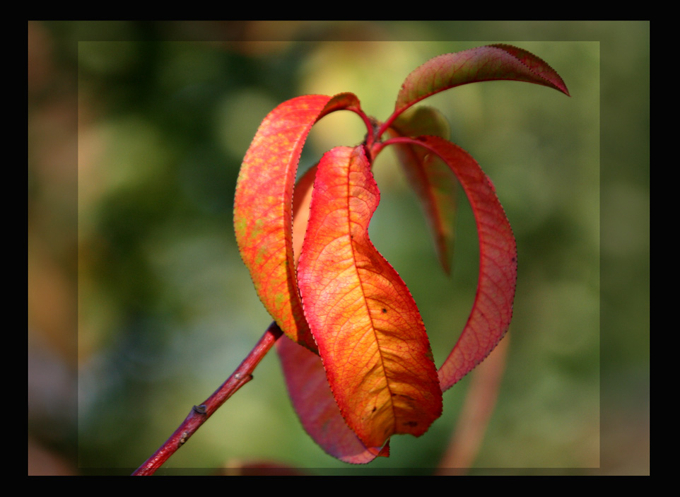 ....der Herbst kommt........