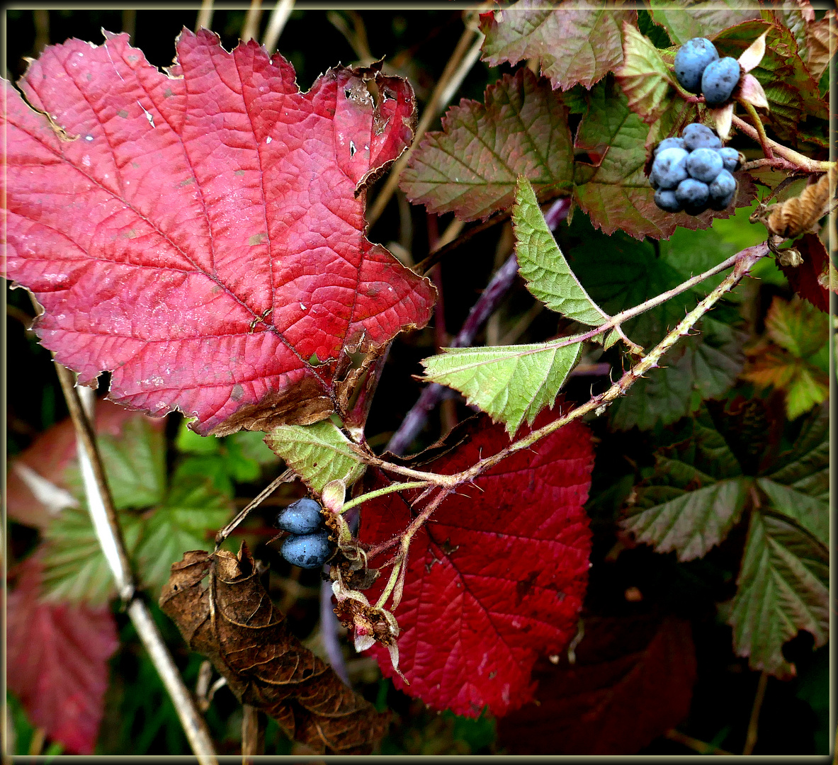 der Herbst kommt