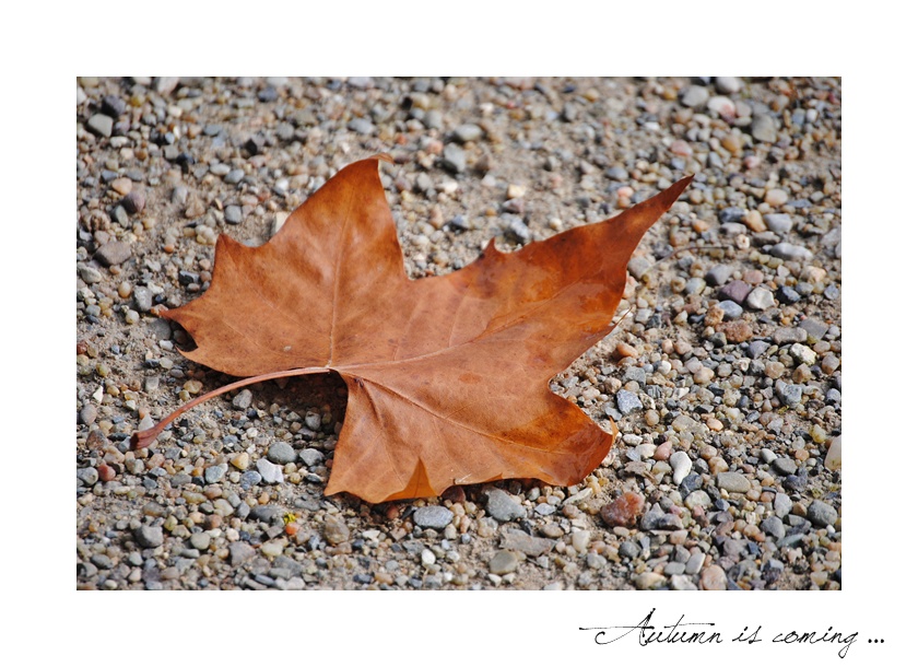 Der Herbst kommt ...